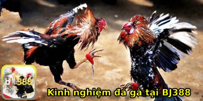 Kinh nghiệm cá cược luôn thắng tại nhà cái BJ388