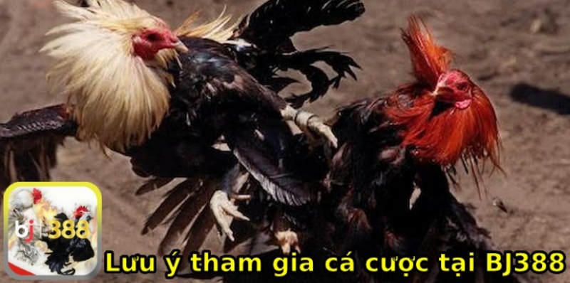 Lưu ý tham gia đá gà nhà cái BJ388