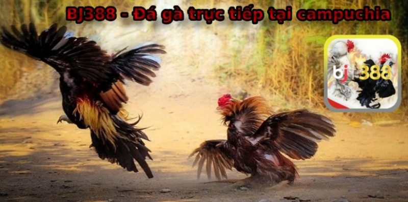 Đá gà trực tiếp Campuchia