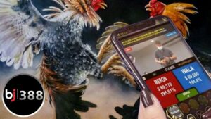 Các sảnh game đá gà BJ388 cực hấp dẫn