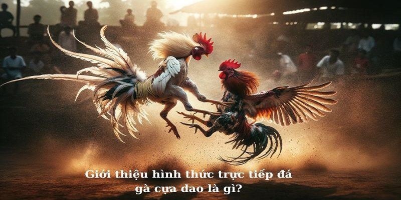 Đá gà cựa dao dành cho những anh em mê cá cược