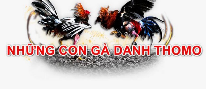Thế nào là chiến kê gà danh Thomo