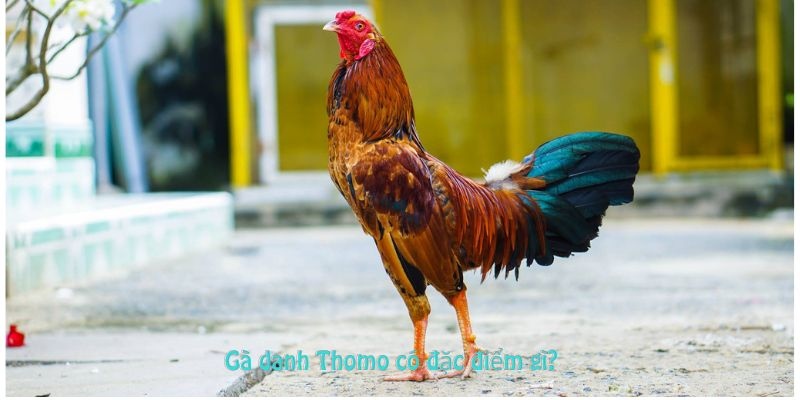 Cách ra đòn rất bén