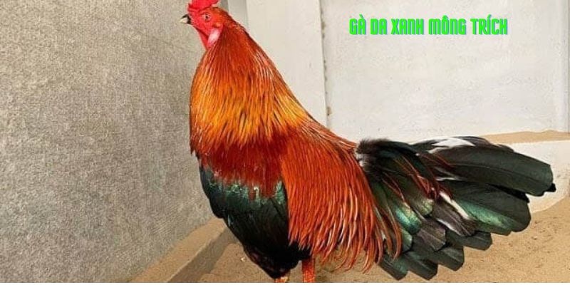 Top các loại gà danh Thomo nổi tiếng