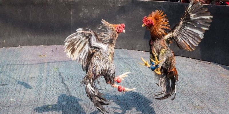 Chiến kê vảy ngũ quỷ cực kỳ máu chiến