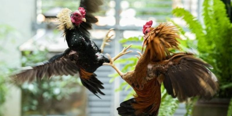 Vảy gà ngũ quỷ được cho có vía may mắn