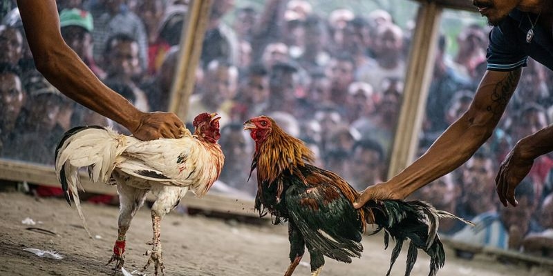 Giá trị về mặt kinh tế cao