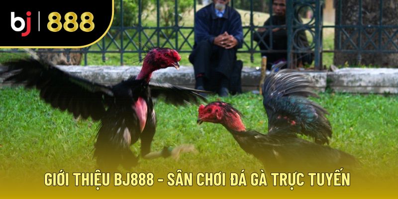 Đá gà BJ888