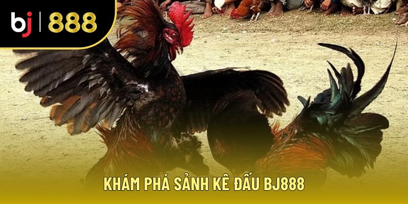 Giới thiệu BJ888 - Sân chơi đấu kê đỉnh cao