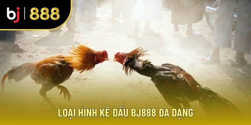Loại hình gà đá BJ888 đa dạng